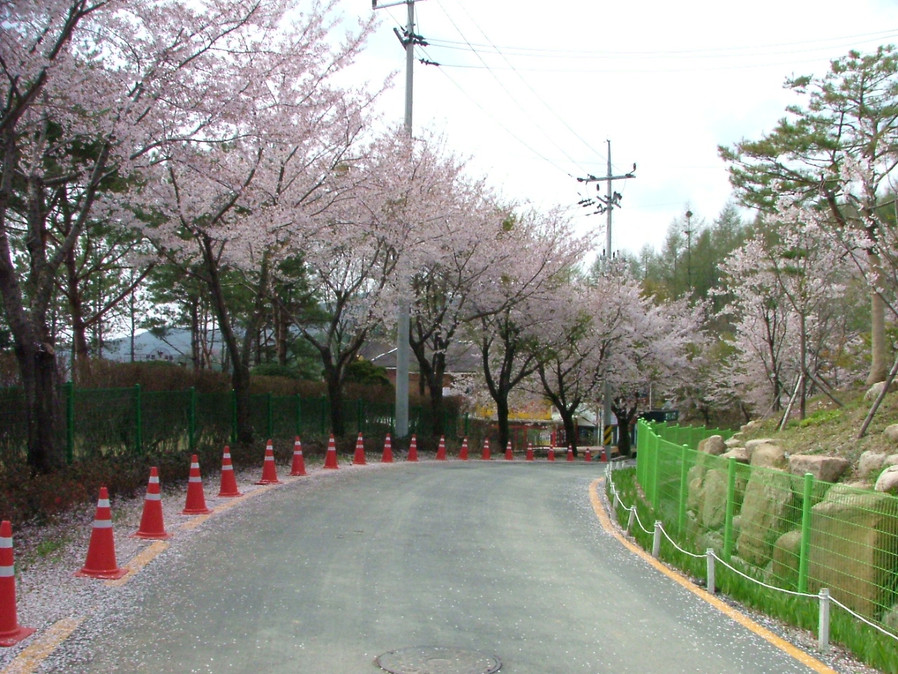 벚꽃길.jpg