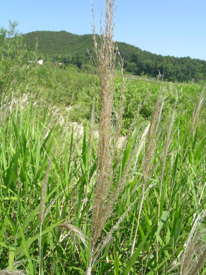 갈대